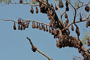 Upside: 80196049 Little Red Flying Fox - hanging upside