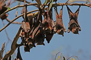 Upside: 80196051 Little Red Flying Fox - hanging upside