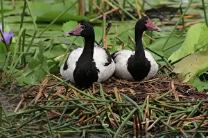 Magpie: 80196052 Magpie Geese - on nest Australia Anseranas