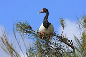 Magpie: 80196053 Magpie Geese Australia Anseranas semipalmata