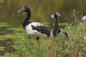 Magpie: 80196054 Magpie Geese Australia Anseranas semipalmata