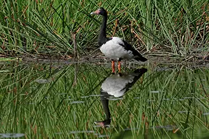 Magpie: 80196055 Magpie Geese Australia Anseranas semipalmata