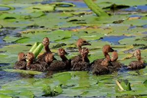 Magpie: 80196056 Magpie Geese - chicks Australia Anseranas