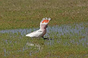 Cockatoo: 80196057 Major Mitchell's Cockatoo Australia Lophochroa