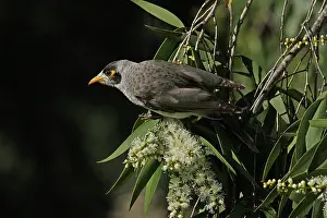 Miner: 80196058 Noisy Miner Australia Manorina melanocephala