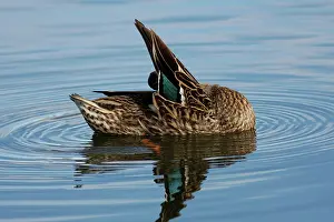Superciliosa: 80196064 Pacific Black Duck Australia Anas superciliosa