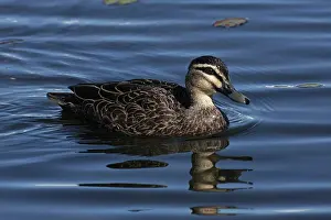 Superciliosa: 80196066 Pacific Black Duck Australia Anas superciliosa