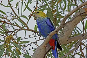 Platycercus: 80196067 Pale-headed Rosella Australia Platycercus