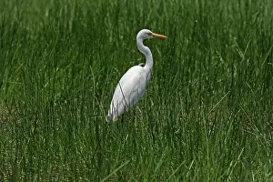 Plumifera: 80196070 Plumed Egret Australia Ardea plumifera