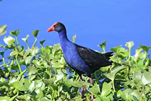 Swamphen: 80196071 Purple Swamphen Australia Porphyrio melanotus