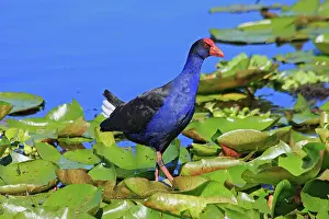 Swamphen: 80196072 Purple Swamphen Australia Porphyrio melanotus