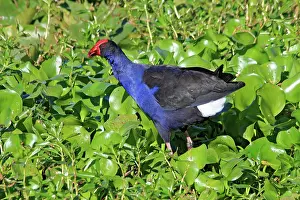 Swamphen: 80196073 Purple Swamphen Australia Porphyrio melanotus