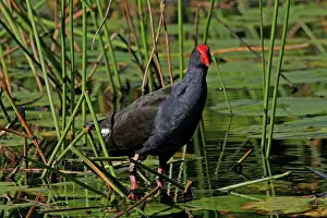 Swamphen: 80196074 Purple Swamphen Australia Porphyrio melanotus