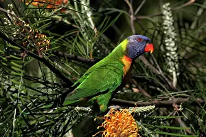 Trichoglossus: 80196075 Rainbow Lorikeet Australia Trichoglossus