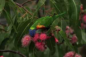 Trichoglossus: 80196076 Rainbow Lorikeet Australia Trichoglossus
