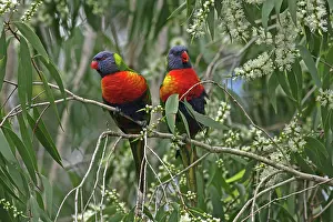 Trichoglossus: 80196077 Rainbow Lorikeet Australia Trichoglossus