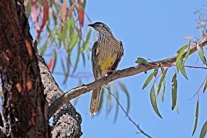 Queensland: 80196078 Red Wattlebird Queensland, Australia Anthochaera