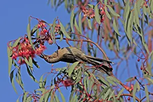 Queensland: 80196079 Red Wattlebird Queensland, Australia Anthochaera