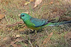 Rumped: 80196080 Red-rumped Parrot Queensland, Australia
