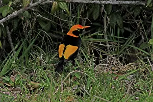 Bowerbird: 80196081 Regent Bowerbird Australia Sericulus chrysocephalus