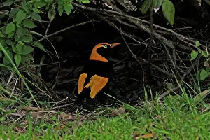 Bowerbird: 80196082 Regent Bowerbird Australia Sericulus chrysocephalus
