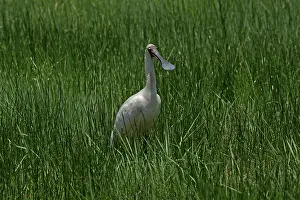 Queensland: 80196083 Royal Spoonbill Gold Coast, Queensland