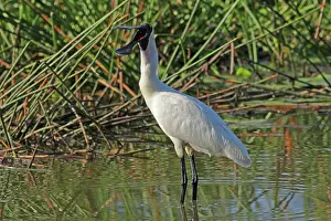 Queensland: 80196084 Royal Spoonbill Gold Coast, Queensland