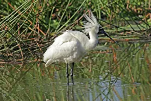 Queensland: 80196085 Royal Spoonbill Gold Coast, Queensland