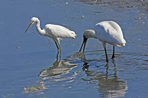 Queensland: 80196086 Royal Spoonbill Gold Coast, Queensland
