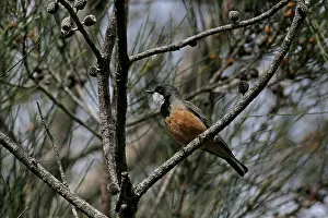 Pachycephala: 80196087 Rufous Whistler Australia Pachycephala