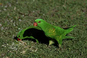 Trichoglossus: 80196088 Scaly-breasted Lorikeets Australia Trichoglossus