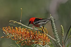 Crimson: 80196089 Scarlet Myzomela / Crimson Honeyeater /