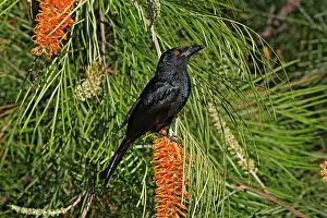 Drongo: 80196090 Spangled Drongo Australia Dicrurus bracteatus