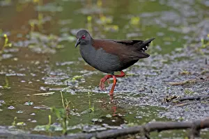 Crake: 80196091 Spotless Crake Gold Coast, Queensland