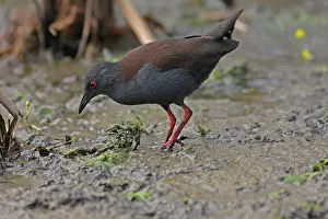 Crake: 80196092 Spotless Crake Gold Coast, Queensland