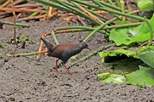 Crake: 80196093 Spotless Crake Gold Coast, Queensland
