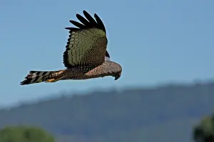 Harrier: 80196094 Spotted Harrier Gold Coast, Queensland