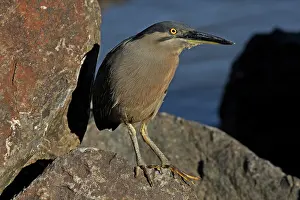 Striated: 80196097 Striated / Mangrove Heron / Little Heron