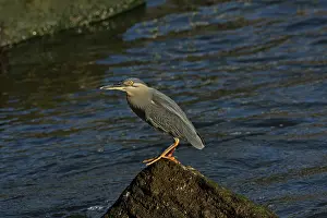 Striated: 80196098 Striated / Mangrove Heron / Little Heron