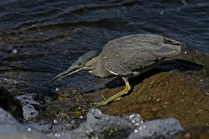Striated: 80196100 Striated / Mangrove Heron / Little Heron