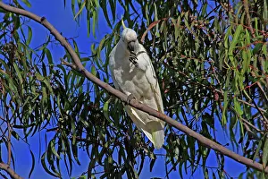Cockatoo: 80196101 Sulphur-crested Cockatoo Australia Cacatua