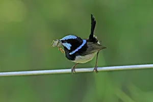 Wren: 80196102 Superb Blue Wren / Blue-wren Australia