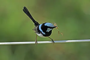 Wren: 80196103 Superb Blue Wren / Blue-wren Australia