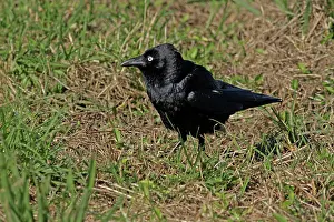 Torresian: 80196104 Torresian Crow Australia Corvus orru Hans