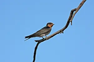 Hirundo: 80196105 Welcome Swallow Australia Hirundo neoxena