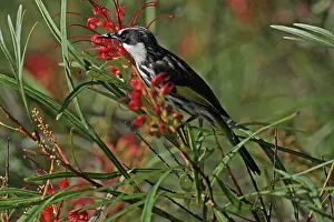 Honeyeater: 80196106 White-cheeked Honeyeater Australia Phylidonyris