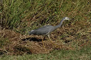 Queensland: 80196107 White-faced Heron Gold Coast, Queensland