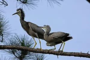 Queensland: 80196108 White-faced Heron Gold Coast, Queensland