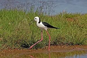 Stilt: 80196110 White-headed Stilt Australia Himantopus