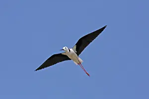 Stilt: 80196111 White-headed Stilt Australia Himantopus